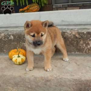 Donald, Shiba Inu Puppy